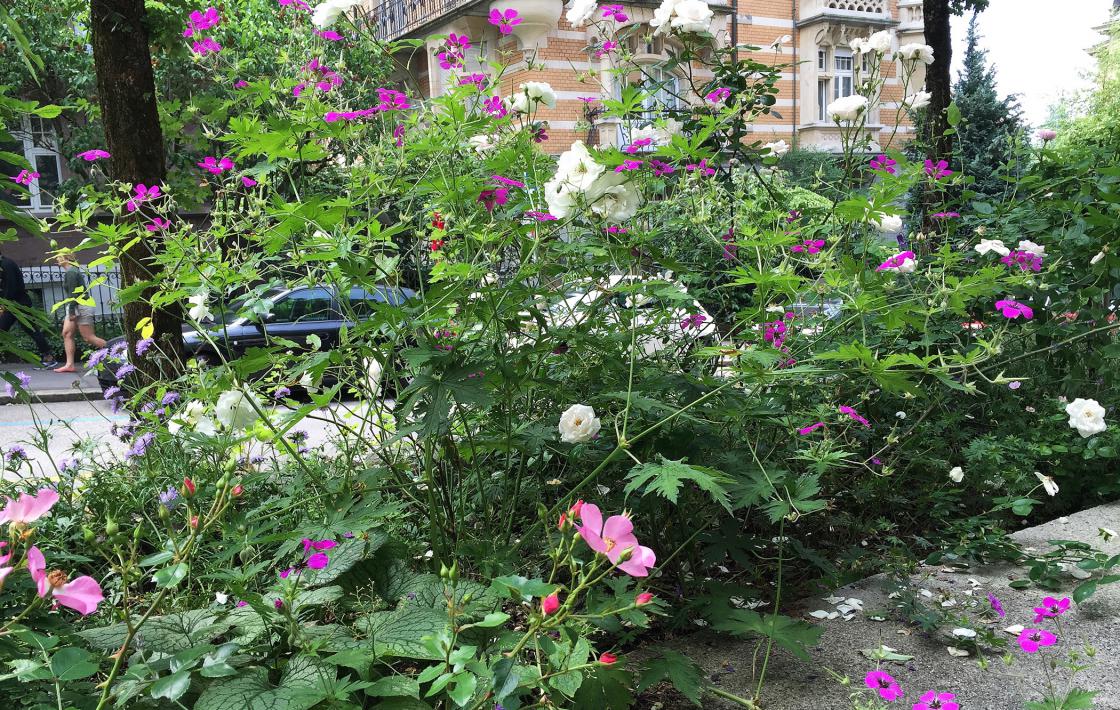 Rosenrot – Garten in einem einzigen Beet