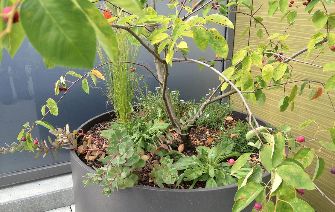 Eintopf – Ein Terrassengarten