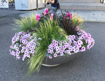 Die Blumenschalen der Stadt Bern